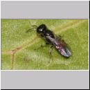 Crossocerus sp - Grabwespe 04a 4mm.jpg